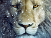 Lion Wallpapers For Ipad Image